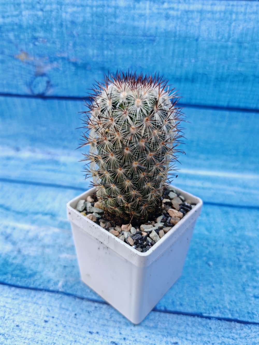Mammillaria Microhelia (Маммилярия)
