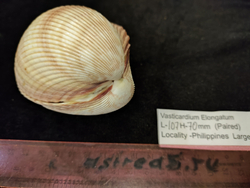 Кардиум Элонгатум "95-110мм" парный