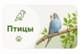 Птицы