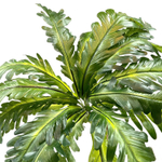 Асплениум куст 60 см