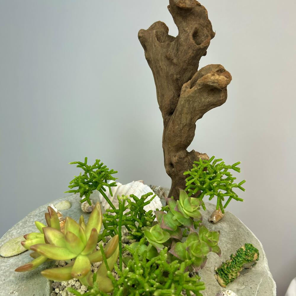 «Коралловый остров» композиция из суккулентов в бетоне