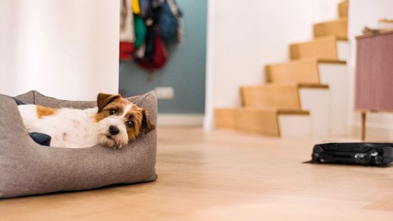 Робот-пылесос Miele Scout RX3 OBSW