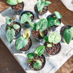 Антуриум DARK PHOENIX from seed