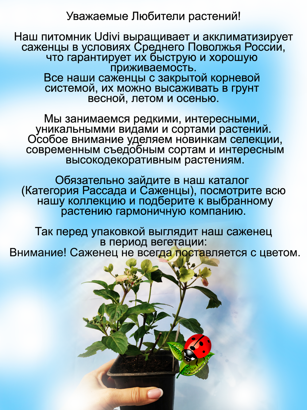 Злак Лисохвост золотой Ареовариегатус многолетний