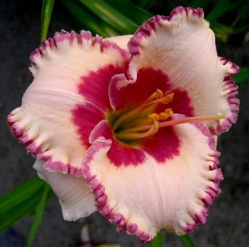 Лилейник Эйджлесс Бьюти