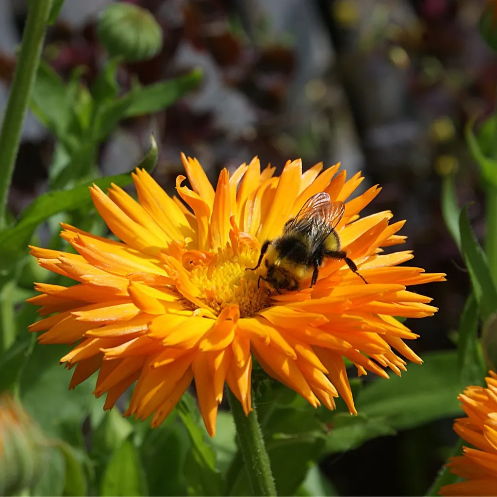 Ноготки лекарственные