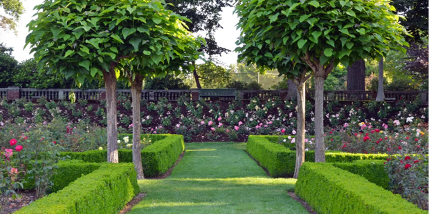 Посадка деревьев и кустарников