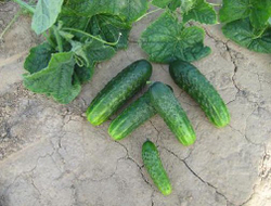 Огурец Циркон F1 7шт Мировые Семена VITA GREEN