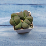 Pleiospilos Nelii (Плейоспилос)