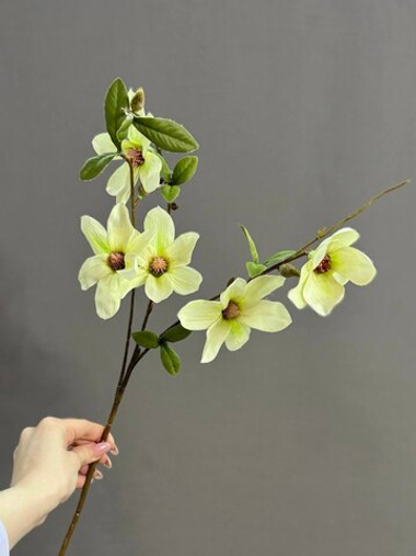 Магнолия кремовая (h64 см)