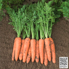 Белградо F1 семена моркови берликум (Bejo / Бейо)