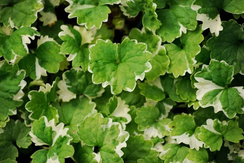 Будра плющелистная вариегатная