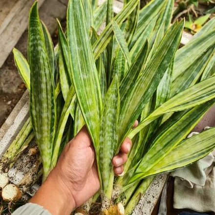 Сансевиерия MANOLI