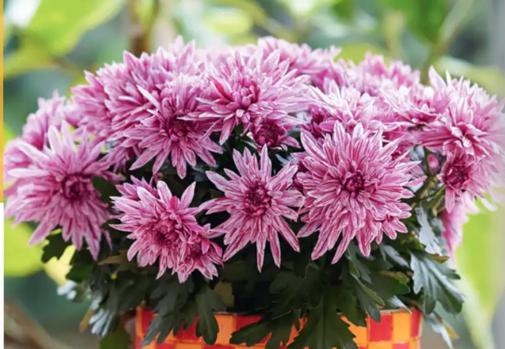 ЕВРО Хризантема горшечная Artistic Jeff Pink укорененный черенок ОКС