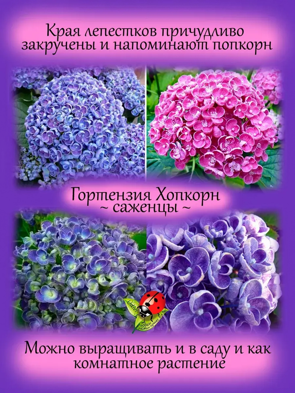 Гортензия Хопкорн крупнолистовая Попкорн