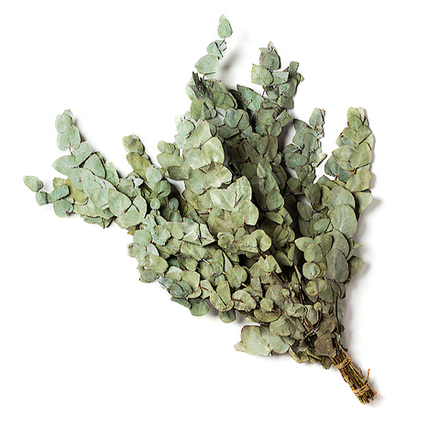 Веник эвкалипт серебристый