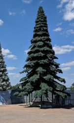 высокая ствольная ель "ТАЕЖНАЯ" большая елка