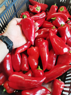 Перец Сахарный — Вишнёвое Вино