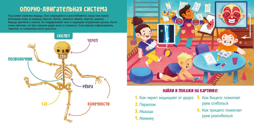 Мое тело. Визуальный словарь