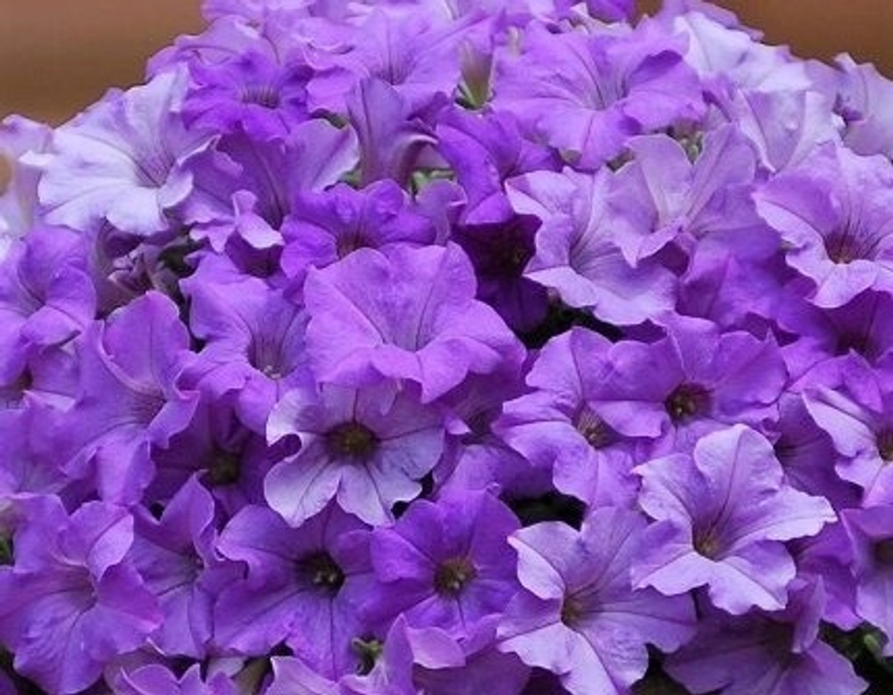 ЕВРО Petunia SURFINIA Heavenly Blue неукор черенок ноябрь 2025