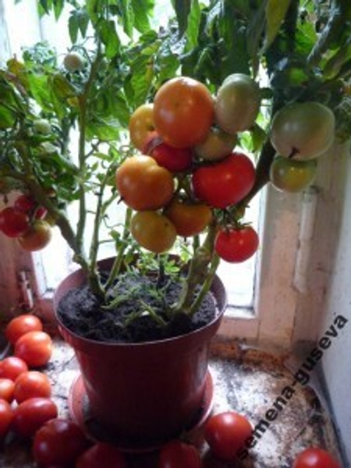 Помидоры Балкон Стар — горшечные