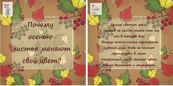 Изучаем листья. Второй урок