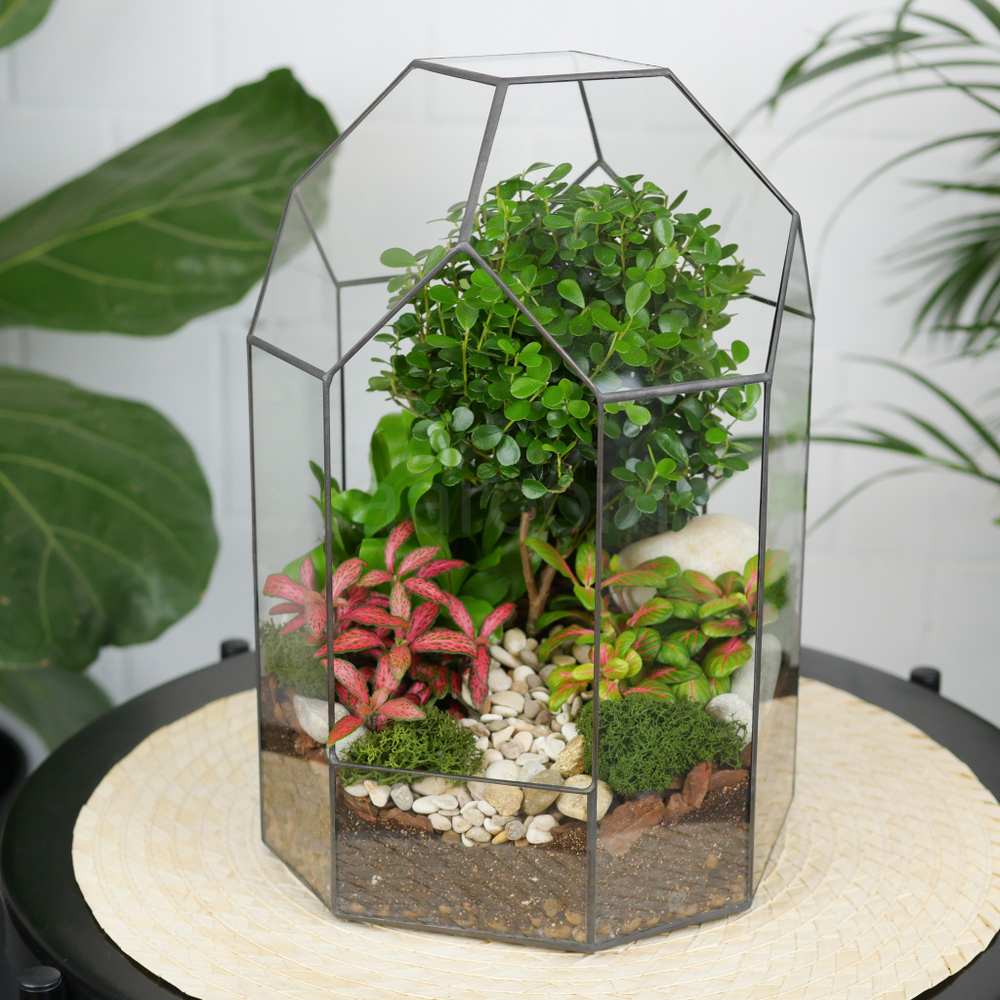 Готовый флорариум бонсай Мирсина Бонсариум