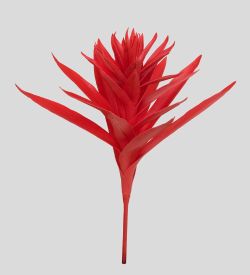 TR 563 Гусмания