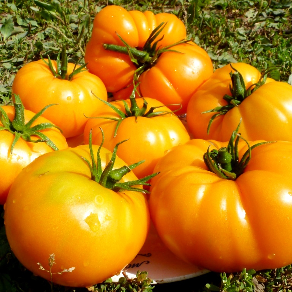 Помидоры Tobolsk - Тобольск