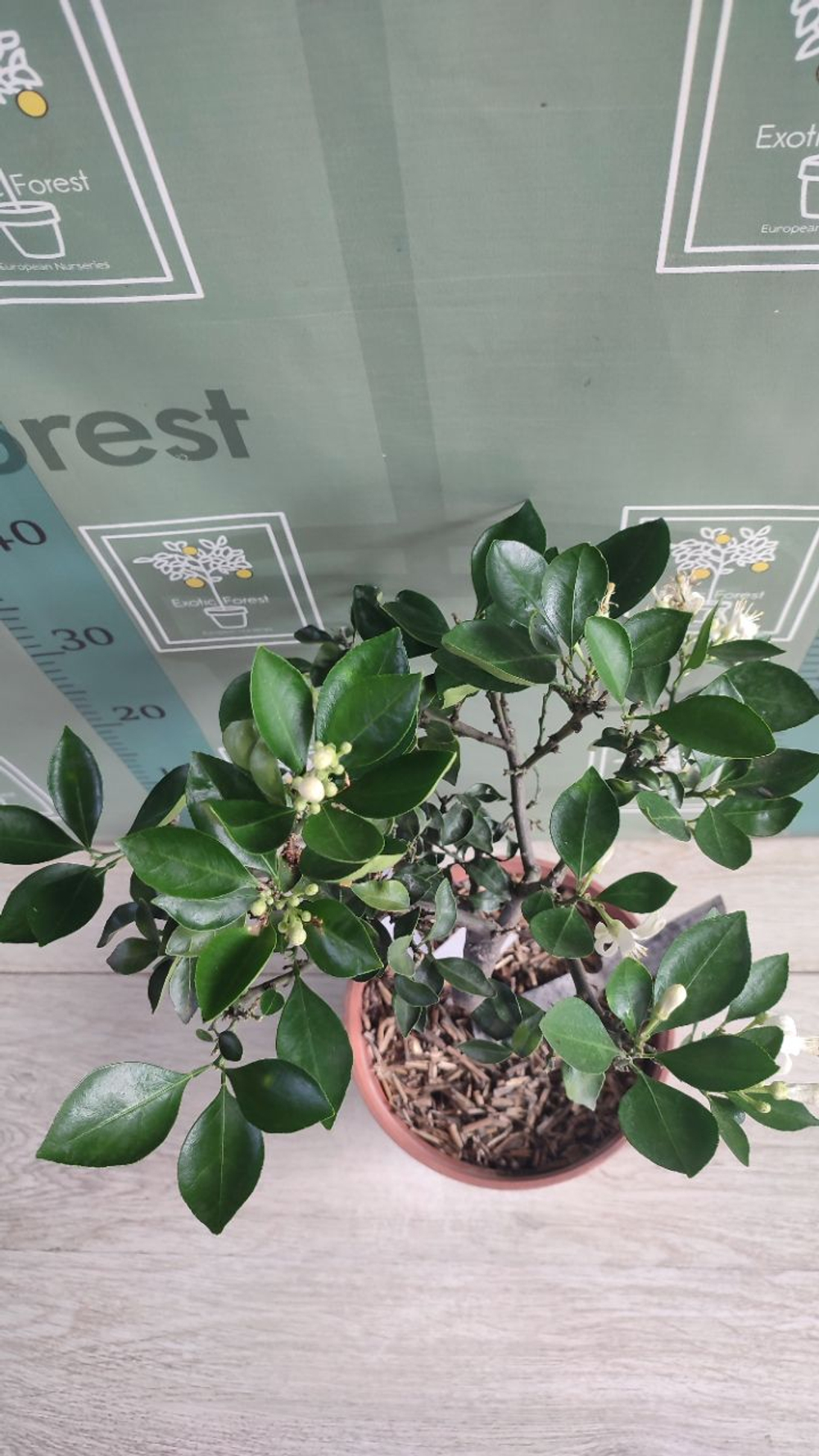 Citrangequat ‘Quatre Saisons’