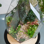 Флорариум бонсай Подокарпус Фаберже