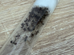 Муравьи Myrmicaria brunnea (Мирмикариа брунеа)