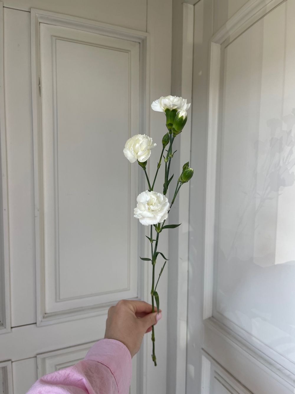 Диантусы кустовые белые