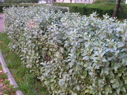 Лох серебристый саженцы