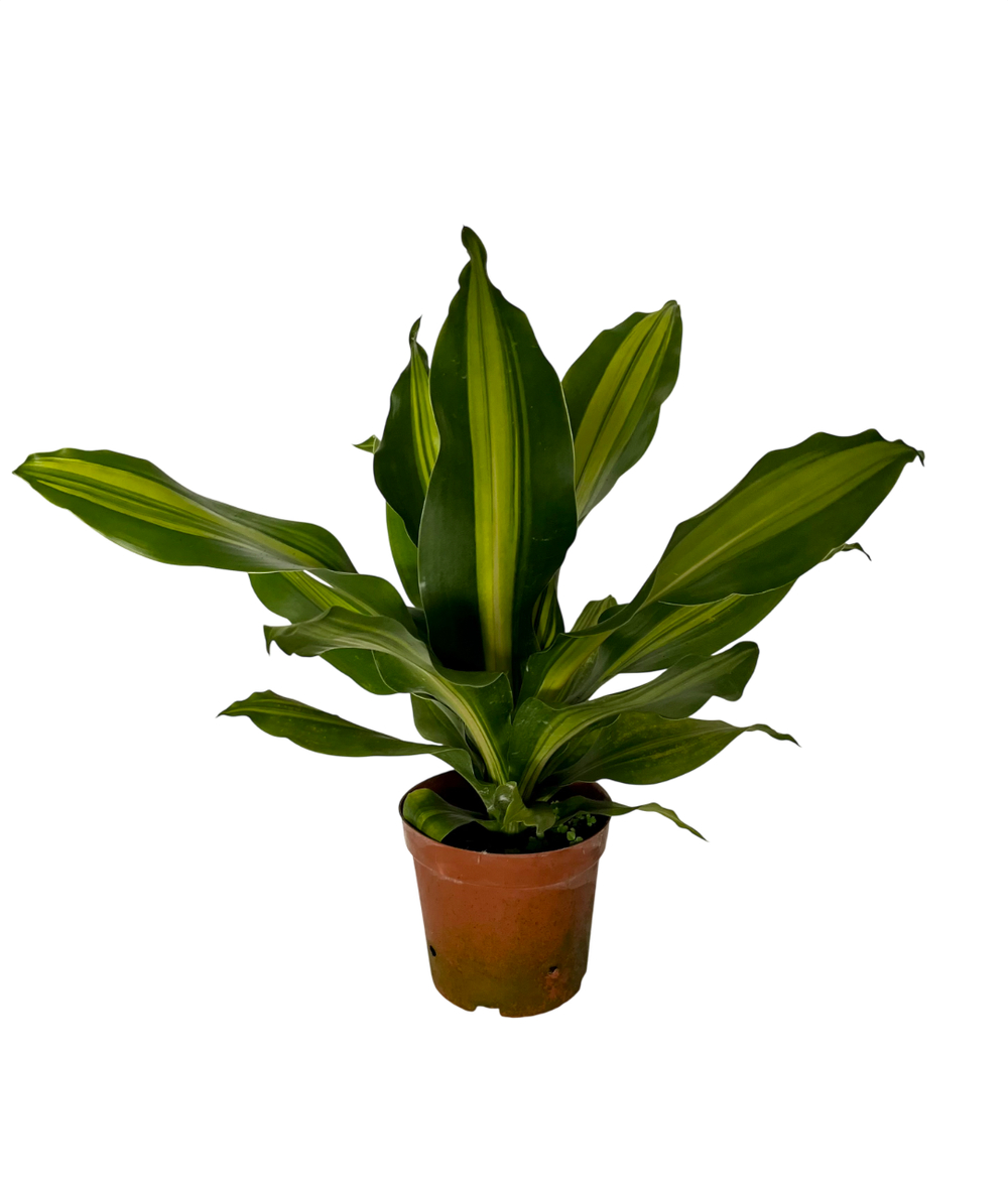 Драцена узколистная Golden Heart д.9