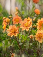 Георгин воротничковый Келси Анна Джой