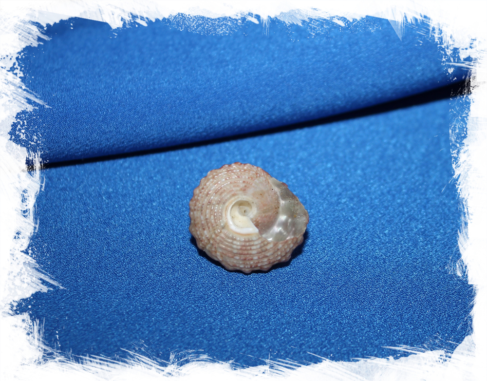 Трохус хистрио (Trochus histrio)