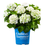 Саммер Лав Брайд (Endless Summer The Bride) С2 Европа весна 2026 г.
