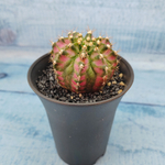 Gymnocalycium T-Rex Pink hybride (Гимнокалициум T-rex)