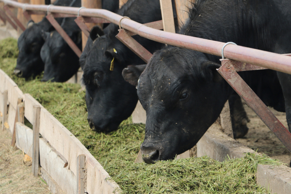 Натуральные корма и забота о земле