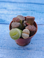 Lithops sp. (Литопсы)