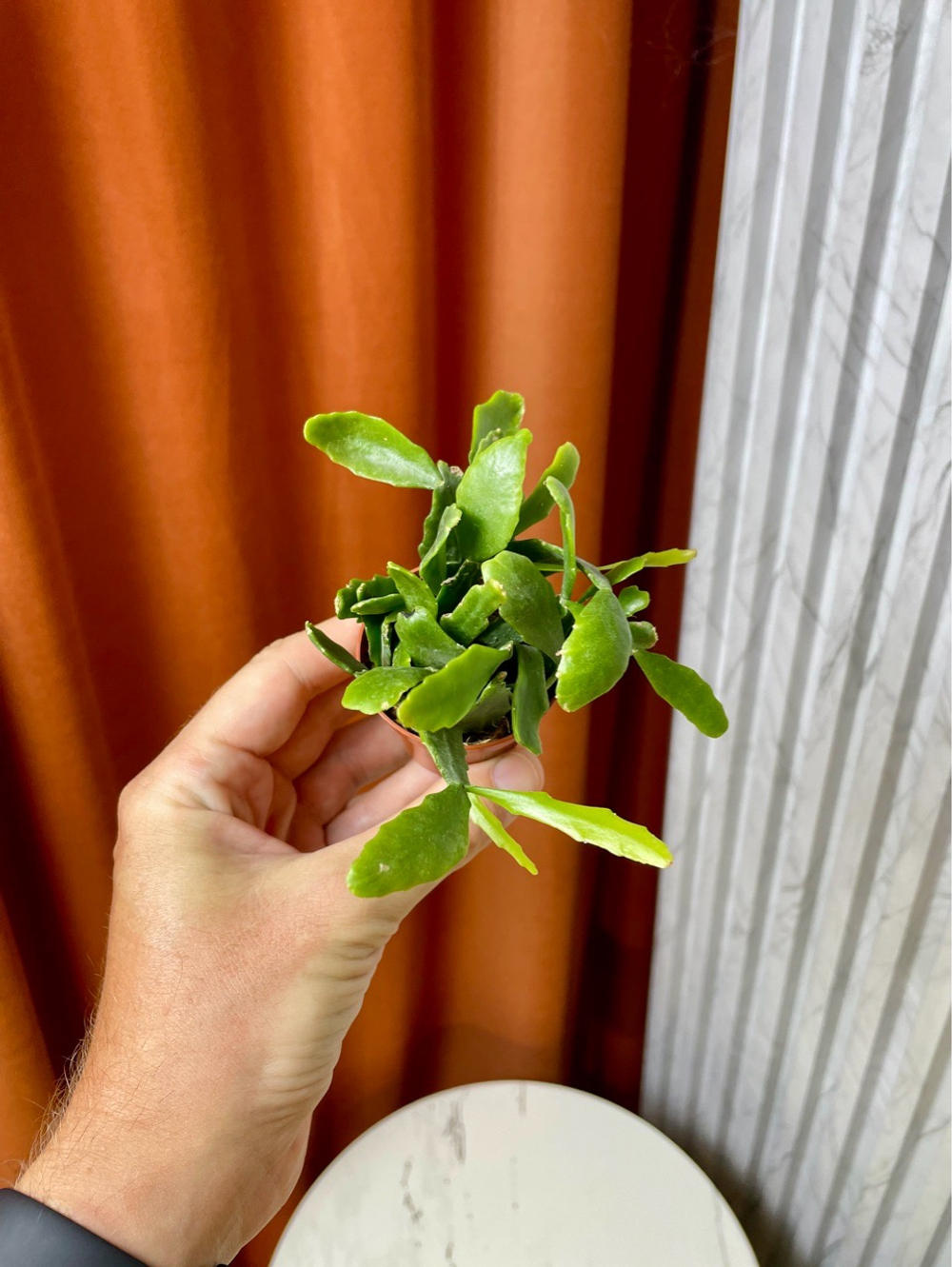 Рипсалис Криспата, D6см Н15см, 1шт, Urban Jungle