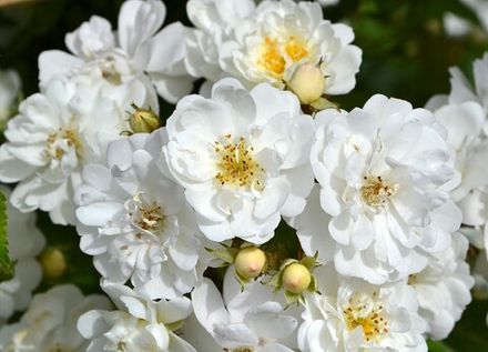 Гирлянд де Амур (Guirlande d'Amour)