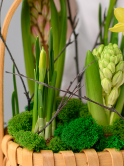 Первые цветы