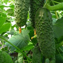 АРТИСТ F1 семена огурца (Bejo | Alexagro)