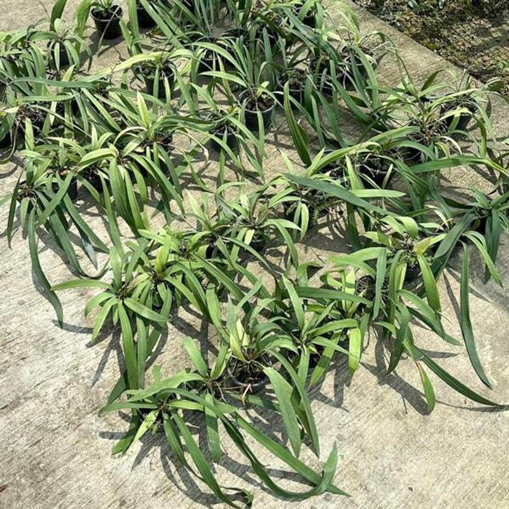 Антуриум VITTARIIFOLIUM (N71)