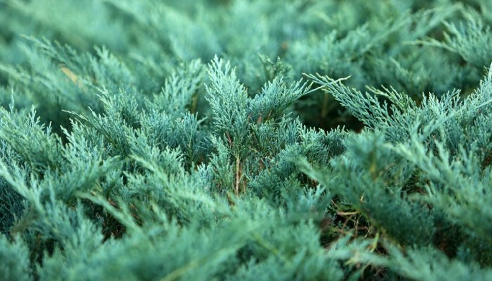 Можжевельник горизонтальный Дугласи (Juniperus horizontalis Douglasii) р9 август 2026 г