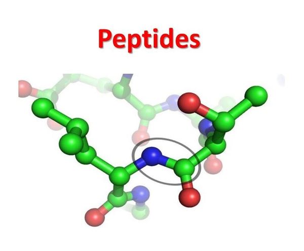 Пептиды и пептидные биорегуляторы — что это такое, и как они работают