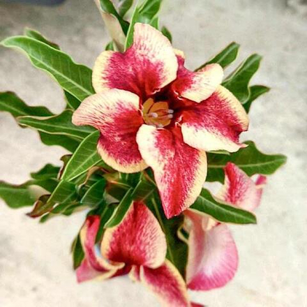 Адениум CHOK DEE – GOOD LUCK