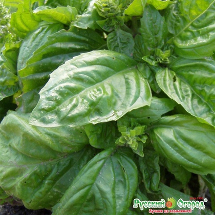 Базилик Широколистный 0,6-1гр 200% НК